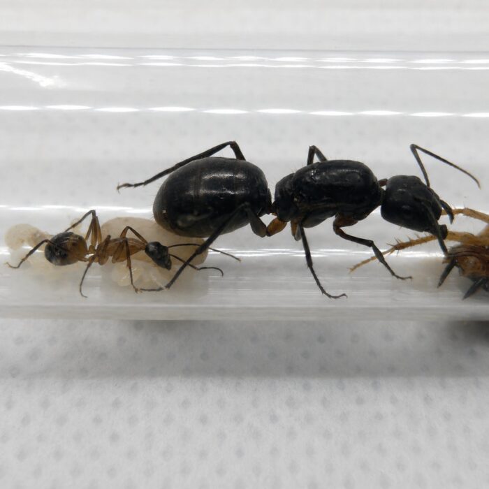 Camponotus xerxes duża robotnica — krępy tułów i duże głowy mrówka stolarka występująca na całym świecie, żywa kolonia w ANTonTOP