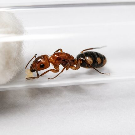 Camponotus zonatus major worker — robust thorax and large heads carpenter ant found around the world, live colony at ANTonTOP