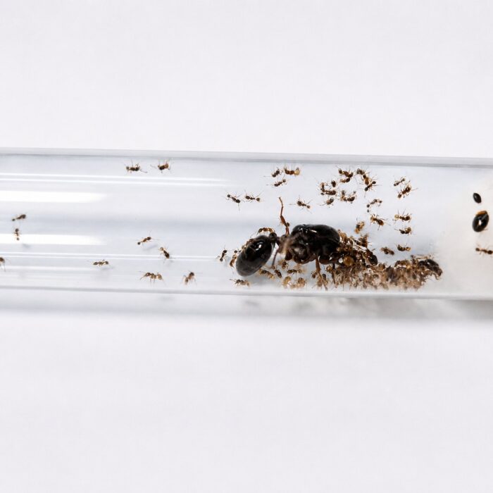 Carebara affinis major worker — reddishbrown African marauder ant from Africa, live colony at ANTonTOP