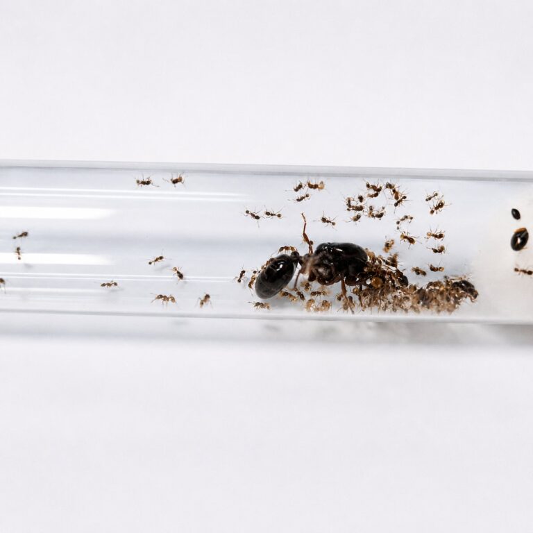 Carebara affinis major worker — reddish-brown African marauder ant from Africa, live colony at ANTonTOP