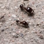 Carebara diversa duża robotnica — ciemnobrązowe robotnice, olbrzymia bursztynowa królowa azjatycka mrówka maruderska z Azji Południowej i Południowo-Wschodniej, żywa kolonia w ANTonTOP