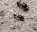 Carebara diversa major worker — dark-brown workers, giant amber queen Asian marauder ant from South and Southeast Asia, live colony at ANTonTOP