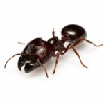 Carebara diversa - obrazek 7