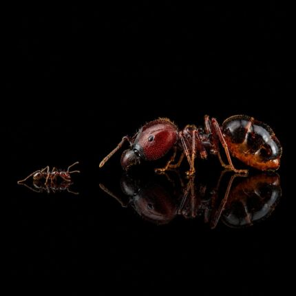 Carebara diversa — live ant colony for sale at ANTonTOP