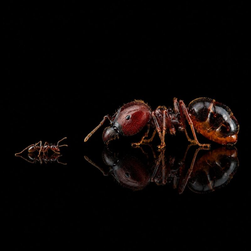 Carebara diversa — live ant colony for sale at ANTonTOP