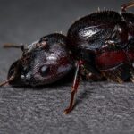 Carebara diversa - obrazek 3