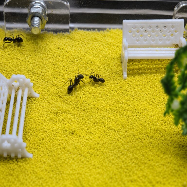 Cataglyphis aenescens duża robotnica — smukłe ciało i wydłużone nogi mrówka pustynna z Sahary i Bliskiego Wschodu, żywa kolonia w ANTonTOP