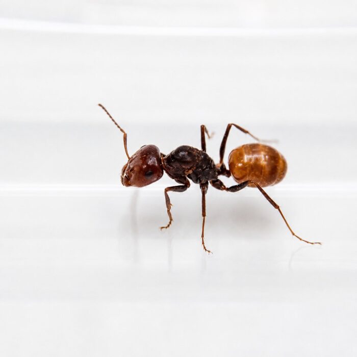 Cataglyphis arenaria duża robotnica — smukłe ciało i wydłużone nogi mrówka pustynna z Sahary i Bliskiego Wschodu, żywa kolonia w ANTonTOP