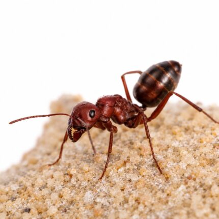 Cataglyphis bicolor major worker — slender body and elongated legs desert ant from Sahara and Middle East, live colony at ANTonTOP