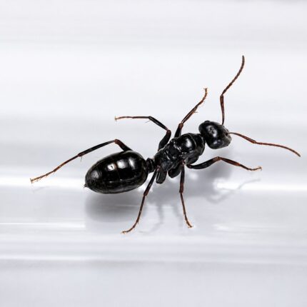 Cataglyphis iberica major worker — slender body and elongated legs desert ant from Sahara and Middle East, live colony at ANTonTOP