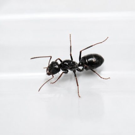 Cataglyphis isis major worker — slender body and elongated legs desert ant from Sahara and Middle East, live colony at ANTonTOP