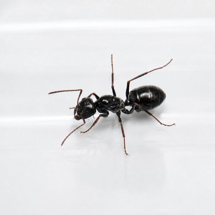 Cataglyphis isis major worker — slender body and elongated legs desert ant from Sahara and Middle East, live colony at ANTonTOP