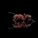 Cataglyphis nodus obreras en formicario — 6-12 mm hormiga del desierto de patas largas para criadores, forrajeras termófilas solitarias, navegan por la polarización del cielo
