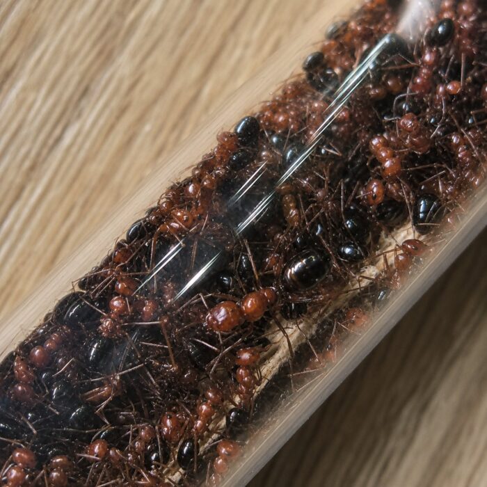 cataglyphisrosenhaueriCataglyphisrosenhaueri1 Cataglyphis rosenhaueri major worker — slender body and elongated legs desert ant from Sahara and Middle East, live colony at ANTonTOP