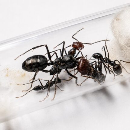 Cataglyphis savignyi major worker — slender body and elongated legs desert ant from Sahara and Middle East, live colony at ANTonTOP