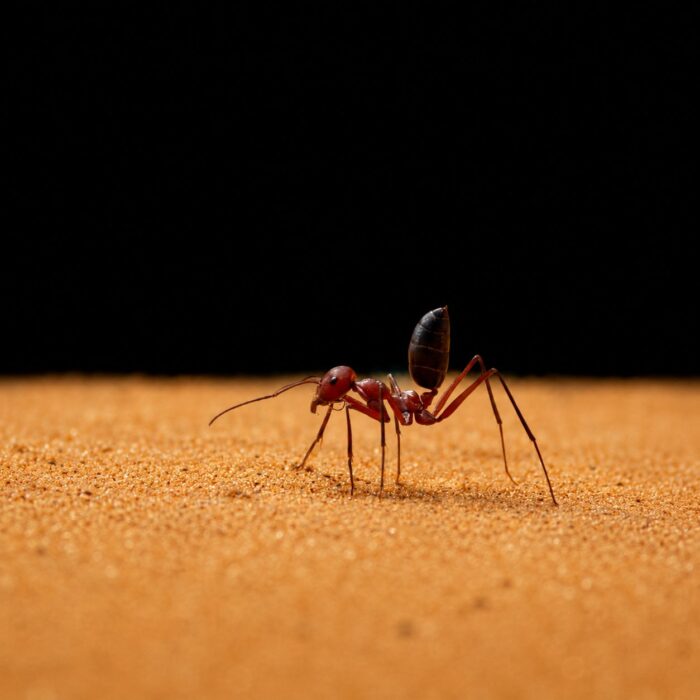 Cataglyphis velox major worker — slender body and elongated legs desert ant from Sahara and Middle East, live colony at ANTonTOP