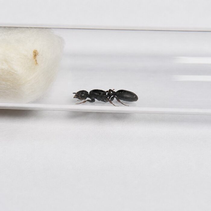 cataulacusgranulatusCataulacusgranulatus1 Cataulacus granulatus robotnica — spłaszczone opancerzone ciało z hakami kolczasta mrówka drzewna z tropików Starego Świata, żywa kolonia w ANTonTOP