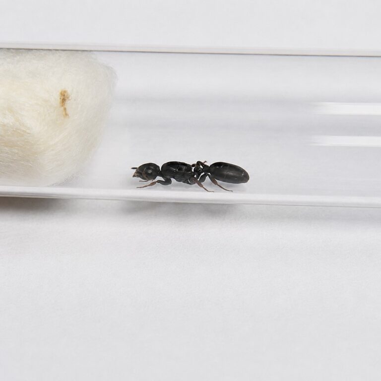 Cataulacus granulatus robotnica — spłaszczone opancerzone ciało z hakami kolczasta mrówka drzewna z tropików Starego Świata, żywa kolonia w ANTonTOP