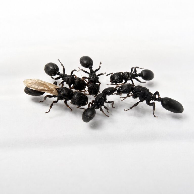 Cataulacus horridus robotnica — spłaszczone opancerzone ciało z hakami kolczasta mrówka drzewna z tropików Starego Świata, żywa kolonia w ANTonTOP