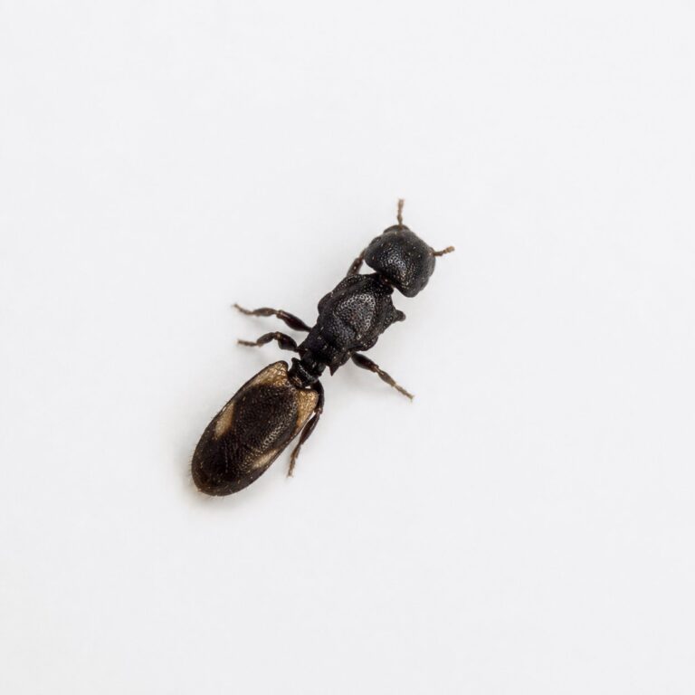 Cephalotes minutus robotnica — spłaszczone opancerzone ciało z dyskowatymi głowami żołnierzy mrówka żółwiowa z neotropikalna, żywa kolonia w ANTonTOP