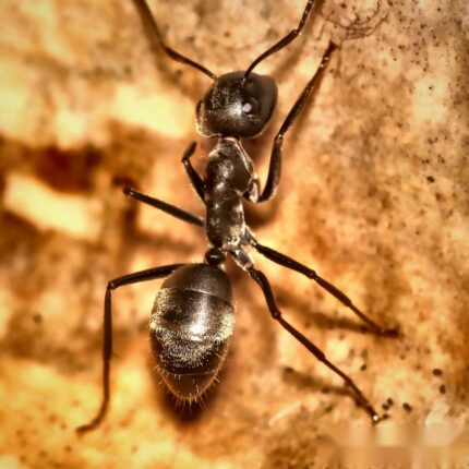 Colobopsis leonardi duża robotnica — żołnierze z dyskowatymi spłaszczonymi głowami mrówka z głową-drzwiami pantropikalna, żywa kolonia w ANTonTOP