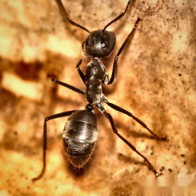 Colobopsis leonardi duża robotnica — żołnierze z dyskowatymi spłaszczonymi głowami mrówka z głową-drzwiami pantropikalna, żywa kolonia w ANTonTOP