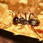 Colobopsis leonardi vista de colonia — colonia inicial de hormiga cabeza-puerta lista para enviar desde ANTonTOP