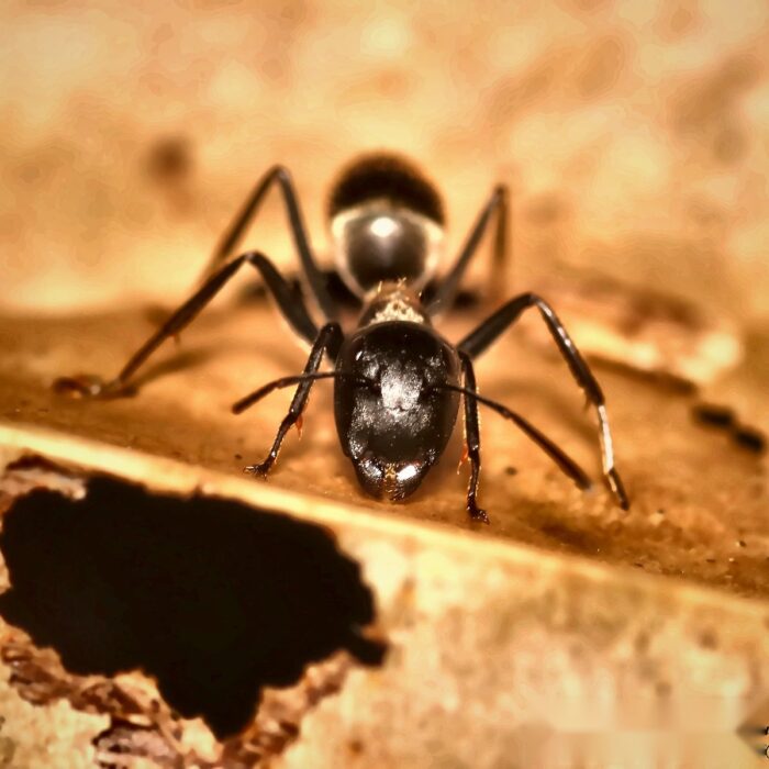 Colobopsis leonardi obrera de cerca — soldados con cabezas tipo tapón que sellan la entrada del nido, hormiga cabezapuerta exótica para criadores de hormigas