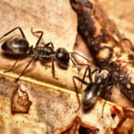 Colobopsis leonardi obreras en formicario — hormiga cabeza-puerta para criadores, soldados fragmóticos bloquean físicamente las entradas del nido