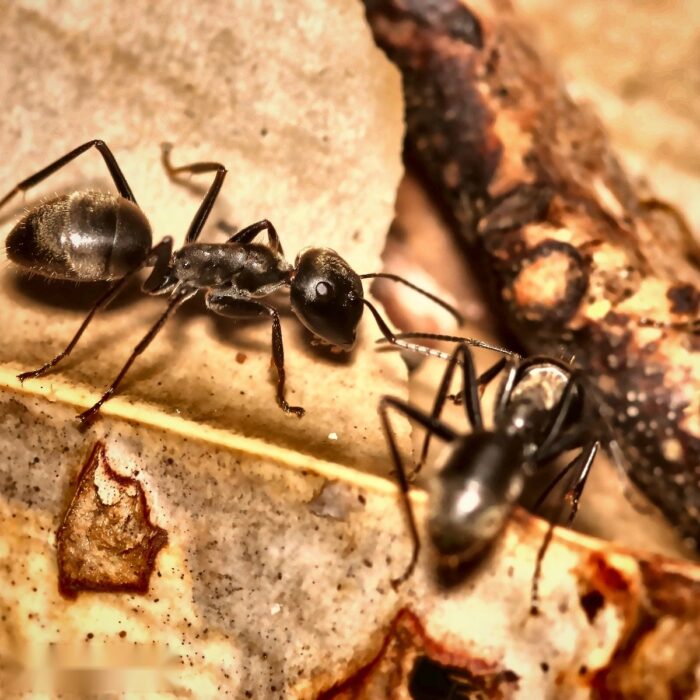 Colobopsis leonardi obreras en formicario — hormiga cabezapuerta para criadores, soldados fragmóticos bloquean físicamente las entradas del nido