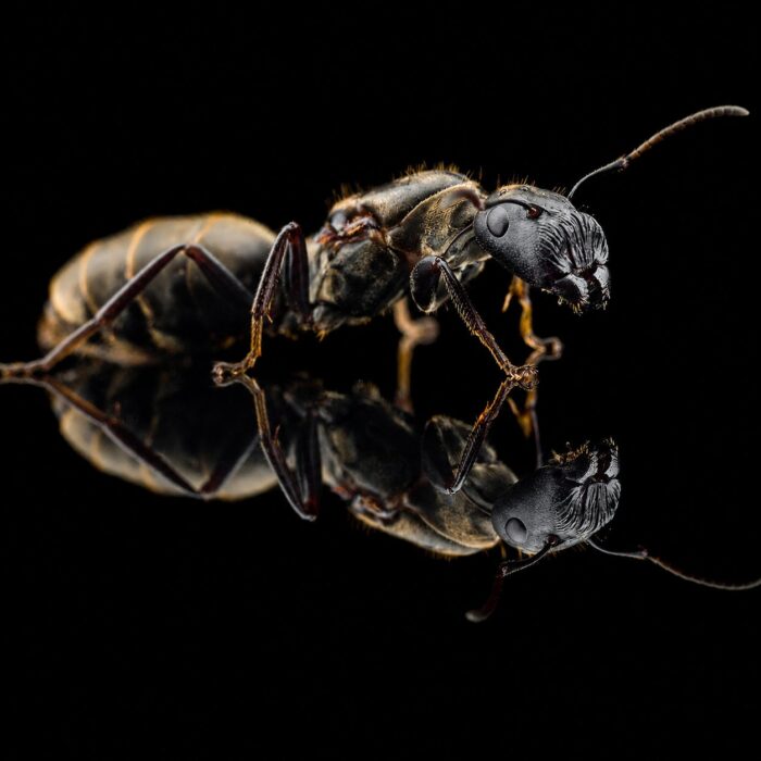 Colobopsis leonardi reina con cría — colonia fundadora de hormiga cabezapuerta pantropical, hormigas vivas en venta