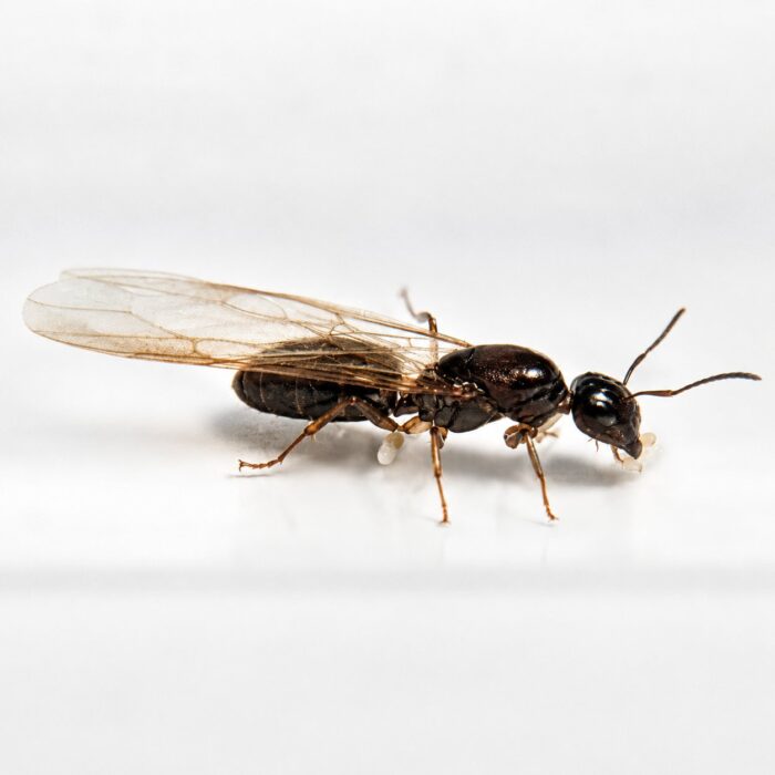Colobopsis vitrea major worker — soldiers with diskshaped truncated heads doorhead ant native to the pantropics, live colony at ANTonTOP