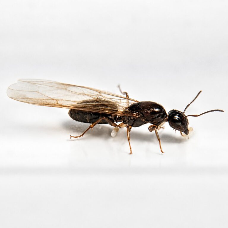 Colobopsis vitrea duża robotnica — żołnierze z dyskowatymi spłaszczonymi głowami mrówka z głową-drzwiami pantropikalna, żywa kolonia w ANTonTOP