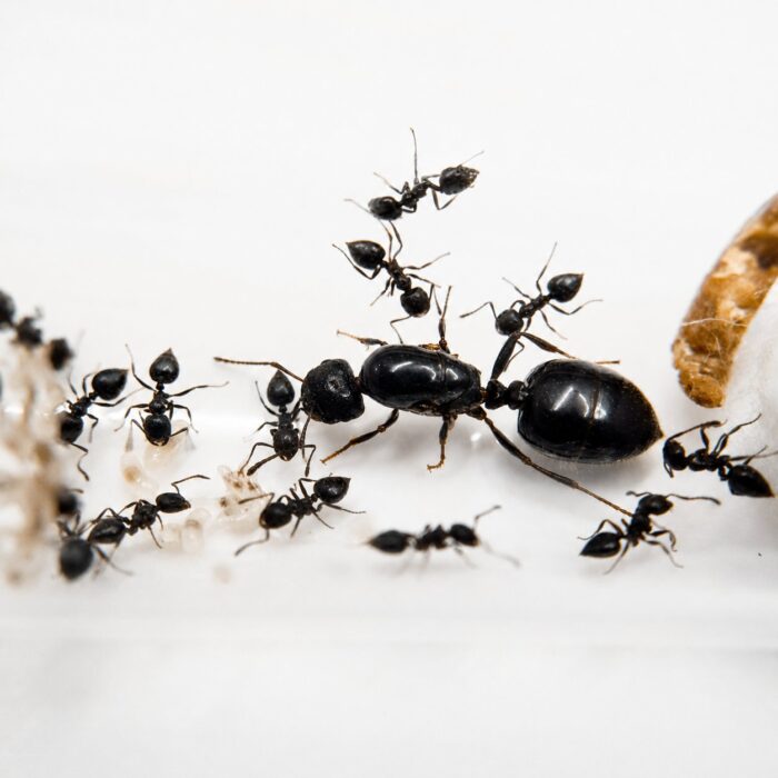 Crematogaster auberti worker — compact body with characteristic upturned abdomen acrobat ant found around the world, live colony at ANTonTOP
