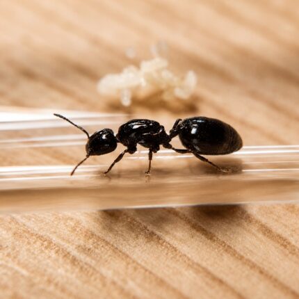 Crematogaster cerasi robotnica — zwarte ciało z charakterystycznie podniesionym odwłokiem mrówka akrobatyczna występująca na całym świecie, żywa kolonia w ANTonTOP