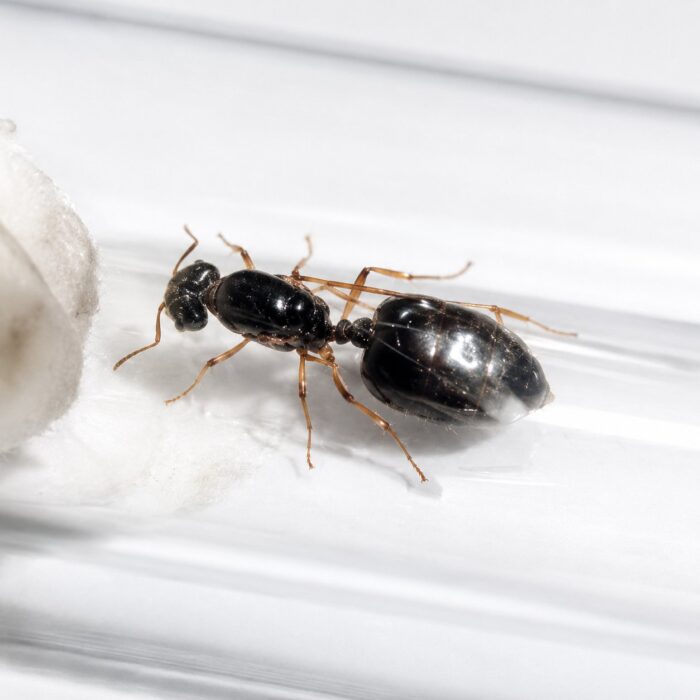 Crematogaster jardinero robotnica — zwarte ciało z charakterystycznie podniesionym odwłokiem mrówka akrobatyczna występująca na całym świecie, żywa kolonia w ANTonTOP