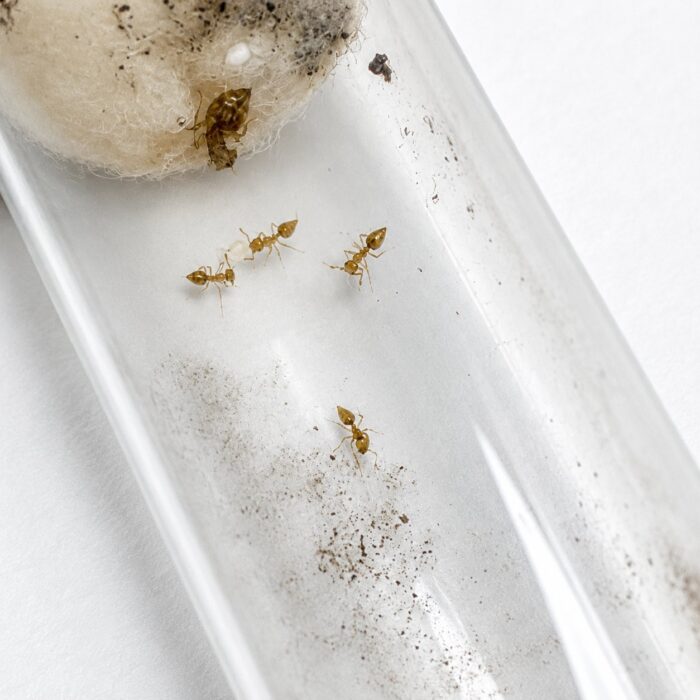 Crematogaster minutissima robotnica — zwarte ciało z charakterystycznie podniesionym odwłokiem mrówka akrobatyczna występująca na całym świecie, żywa kolonia w ANTonTOP