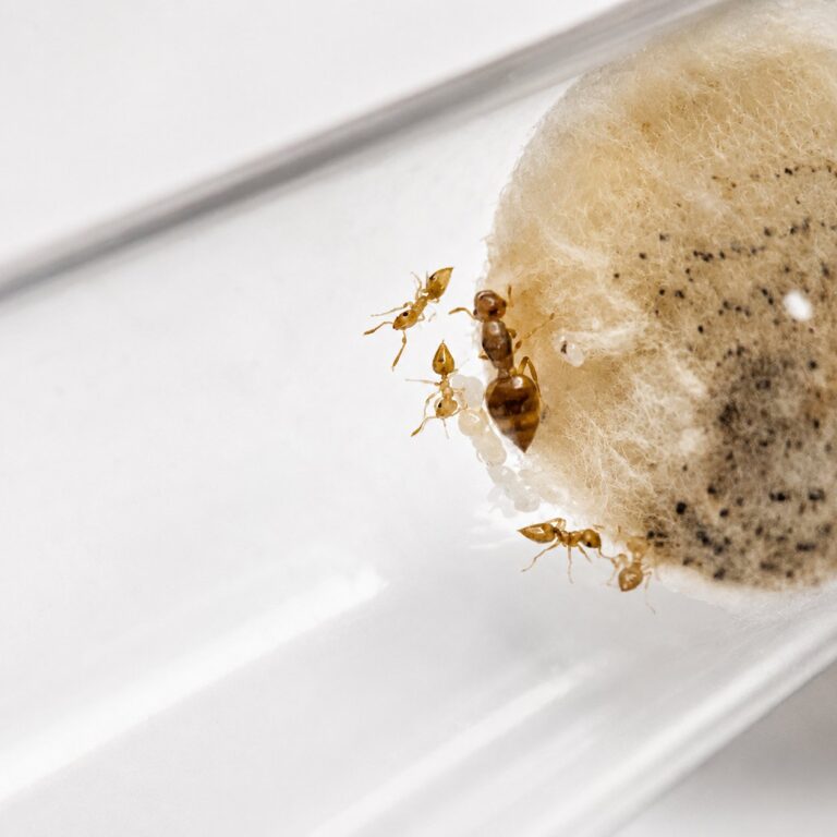 Crematogaster minutissima reina con cría — colonia fundadora de hormiga acróbata distribuida por todo el mundo, hormigas vivas en venta