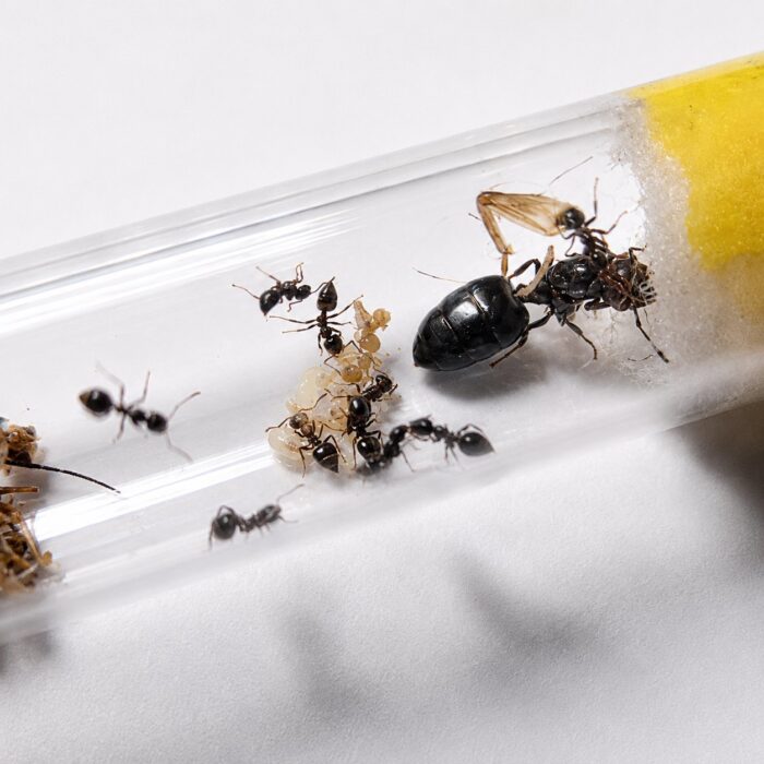 Crematogaster nigeriensis obreras en formicario — hormiga acróbata para criadores, arborícola, la postura defensiva es su sello distintivo