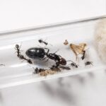 Crematogaster nigeriensis reina con cría — colonia fundadora de hormiga acróbata distribuida por todo el mundo, hormigas vivas en venta