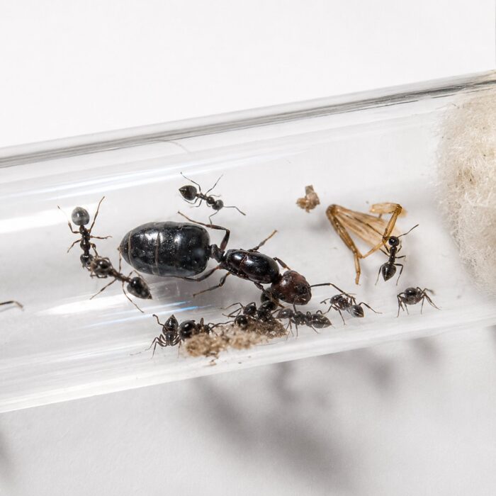 Crematogaster nigeriensis reina con cría — colonia fundadora de hormiga acróbata distribuida por todo el mundo, hormigas vivas en venta