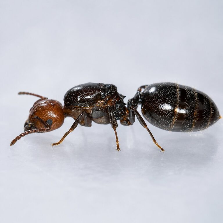 Crematogaster scutellaris worker — red head and thorax with matt black gaster Mediterranean acrobat ant from the Mediterranean, live colony at ANTonTOP