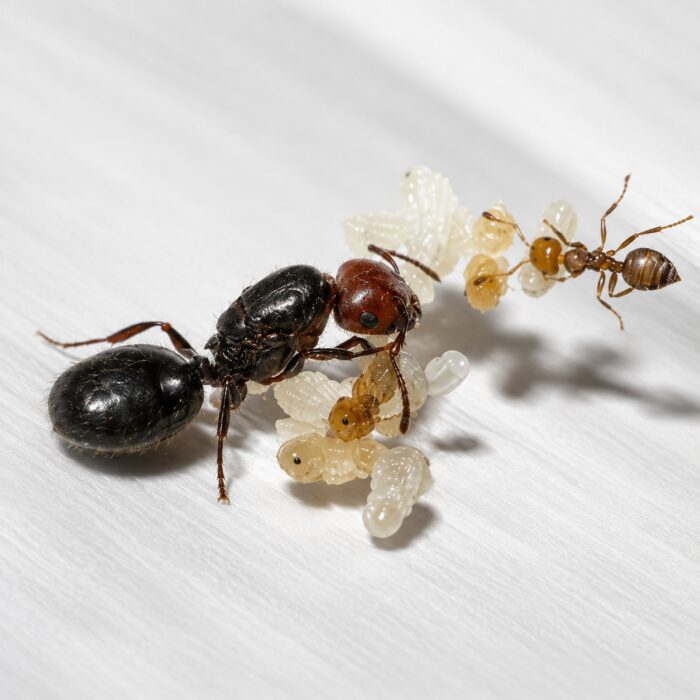 Crematogaster scutellaris  obrazek 5