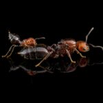 Crematogaster scutellaris - obrazek 4