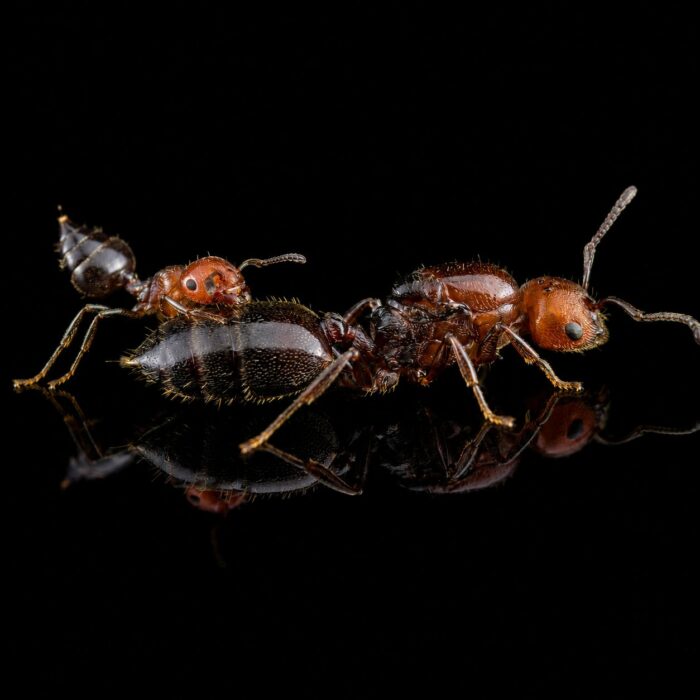 Crematogaster scutellaris  obrazek 4