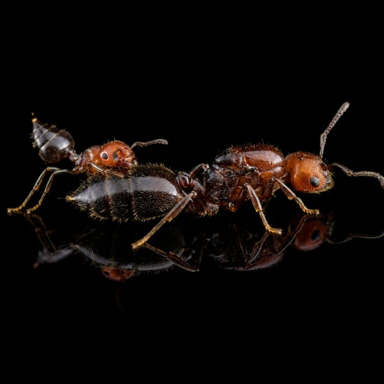 Crematogaster scutellaris — produkt do hodowli mrówek w ANTonTOP