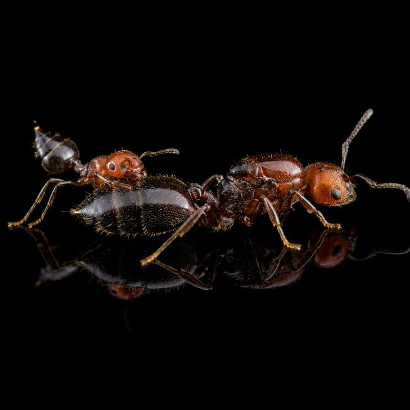Crematogaster scutellaris — antkeeping product at ANTonTOP