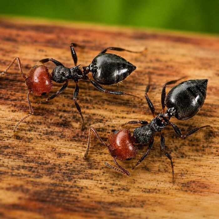 Crematogaster scutellaris  obrazek 3