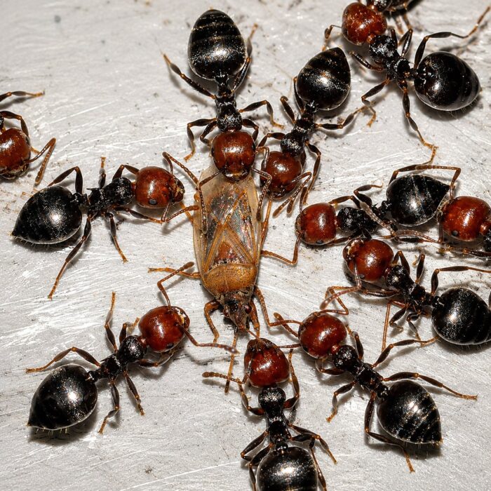 Crematogaster scutellaris  obrazek 2
