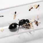 Crematogaster senegalensis robotnica — zwarte ciało z charakterystycznie podniesionym odwłokiem mrówka akrobatyczna występująca na całym świecie, żywa kolonia w ANTonTOP